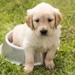 Comment choisir l'alimentation de son chiot