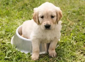 Comment choisir l'alimentation de son chiot
