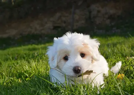 un-chiot-bichon-couché-dans-l-herve-avec-un-bout-de-bois-dans-la-gueule-par-coach-canin-16-éducateur-canin-en-charente