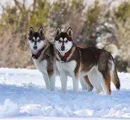 2-chiens-nordiques-debout-côte-à-côte-dans-la-neige-par-coach-canin-16-educateur-canin-en-charente