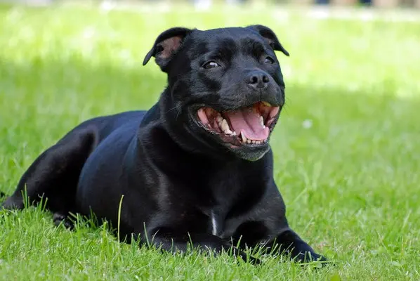 Staffordshire bull terrier ou staffie