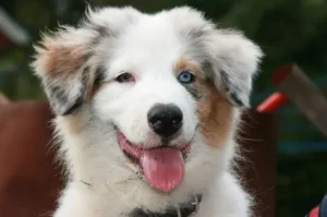 Un chiot Berger Australien Bleu