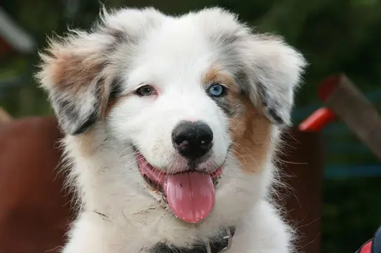 Un chiot Berger Australien Bleu