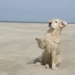 un-chien-golden-blanc-sur-la-plage-assis-lève-la-patte-par-coach-canin-16-éducateur-canin-à-rouillac-jarnac-cognac-angoulême