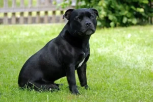 un-chien-staffordshire-bull-terrier-noir-avec-une-tâche-blanche-sur-le-poitrail-assis-dans-l-herbe-verte-par-coachcanin16-educateur-canin-à-domicile-en-charente