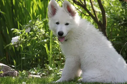 un-chiot-berger-blanc-suisse-assis-au-milieu-de-hautes-herbes-par-coach-canin-16-educateur-canin-à-angouleme-cognac