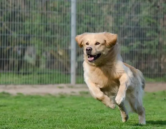 un-golden-sable-qui-courre-dans-un-jardin-par-coachcanin16-éducateur-canin-en-charente