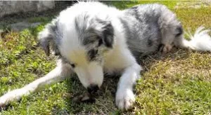 Coprophagie chien, troubles pathologiques ou comportementales