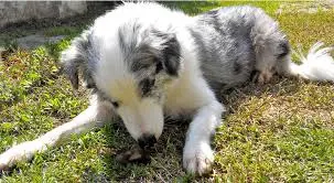 Coprophagie chien, troubles pathologiques ou comportementales