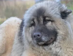 Décryptez le langage secret de votre chien