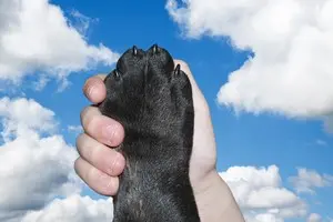 Les postures révélatrices de mon chien pour le comprendre