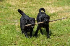 deux-chiens-noirs-tiennent-un-bout-de-bois-dans-leur-gueule-par-coach-canin-16-éducateur-canin-charente