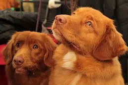 têtes-de-deux-chiens-marron-clairs-écoute-oreilles-dressées-par-coach-cain-16-éducateur-canin-en-charente