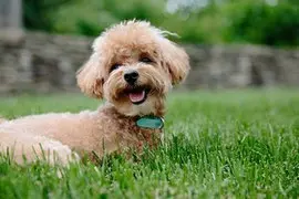 un-caniche-beige-couché-dans-l-herbe-par-coach-canin-16-éducateur-canin-en-charente