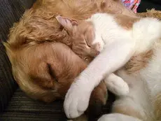 un-chien-cocker-couché-avec-un-chat-roux-et-blanc-couché-sur-lui-par-coach-canin-16-éducateur-canin-en-charente