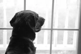 un-chien-labrador-noir-regarde-par-la-fenêtre-par-coach-canin-16-educateur-canin-angoulême