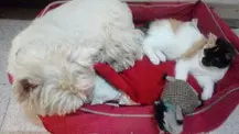 un-chien-westie-couché-avec-un-chaton-dans-sa-panière-par-coach-canin-16-educateur-canin-en-charente
