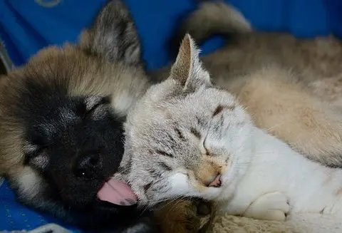 un-chiot-de-race-eurasier-couché-lèche-l-oreille-d-un-chat-couché-dans-ses-pattes-par-coach-canin-16-éducateur-canin-en-charente
