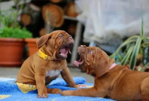 2-chiots-dog-de-bordeaux-un-assis-sur-son-arrière-train-et-l-autre-couché-montrant-les-dents-par-coach-canin-16-educateur-canin-à-domicile-charente-ou-à-son-centre