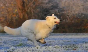 7 Gestes simples pour protéger son chien du froid