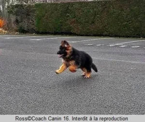 7 conseils, 2 listes, le nom idéal pour votre chien en 2025