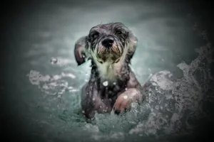7 idées et 8 conseils pour rafraîchir son chien en été