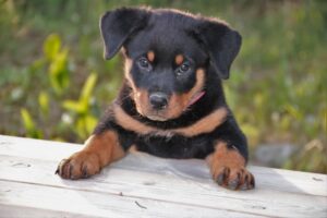 72% des chiens sont anxieux - étude