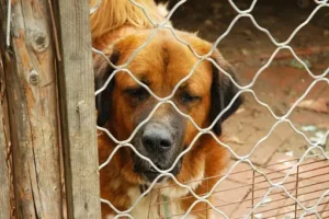 Adopter un chien à la SPA, dans un refuge
