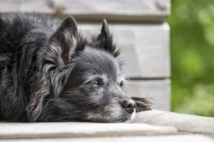 Alzheimer chez le chien quand le cerveau de nos chiens vieillit
