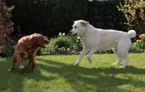 Blessures et morsures du chien en garde (Partie 3_3)