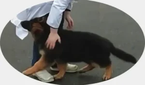 Chiot qui mordille pourquoi et qu'est ce que je peux faire