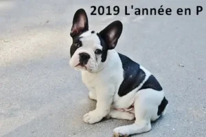 Comment appeler mon chien Pour 2019 l'année en P