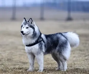 Comment communiquer avec son chien, un monde de signaux