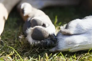 Comment entretenir les coussinets de votre chien