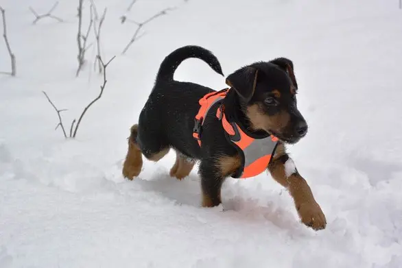 Comment évoluent les sens de l'orientation chez le chien