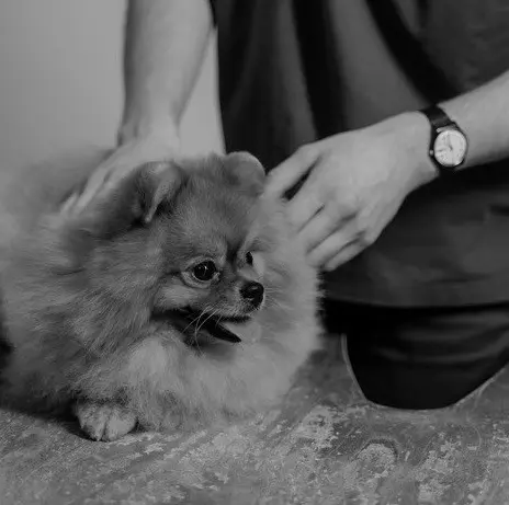 Comment savoir si mon chien a du diabète