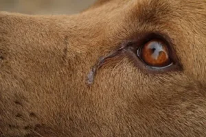 Comment savoir si mon chien est stressé