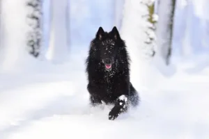 Conseils pour protéger votre chien de la neige