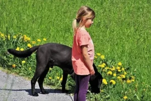 Education du chien par le renforcement positif