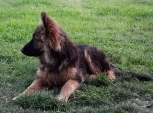 Education du chiot de 2 à 6 mois - étapes, conseils et erreurs à éviter