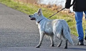 Eduquer son chiot, son chien, un acte responsable