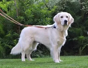 Guide de l'exposition canine, comment ça se passe