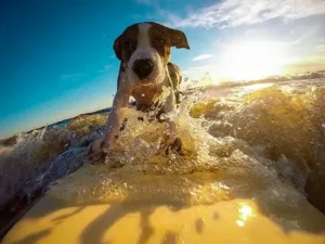 Guide, préparer votre chien à une garde de vacances