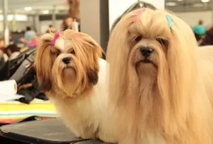 La confirmation du chien inscrit au Livre des Origines Francaises