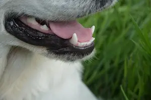 La dentition du chiot, du chien, nombre de dents et hygiène