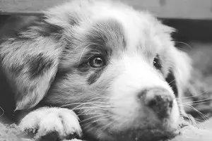 La giardiose dit aussi giardia chez le chien, le chiot