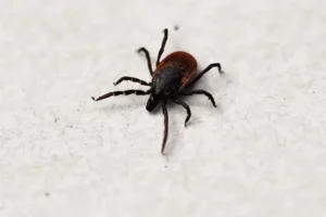 La maladie de lyme chez le chien