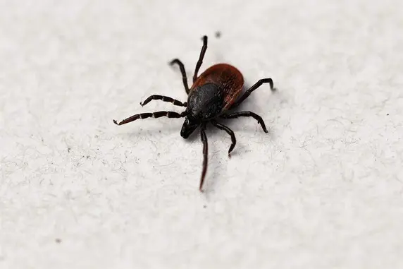 La maladie de lyme chez le chien