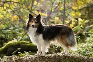 La tique un danger pour le chien le chiot, comment la retirer