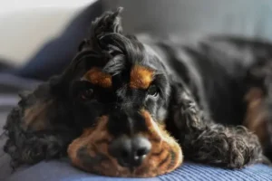 L'arthrose chez le chien, causes, symptômes, soulager